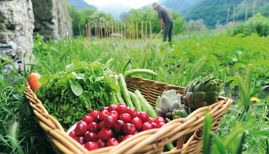 Who’s Keeping Organic Food Industry Honest?