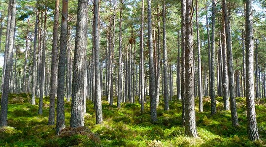 National Arbor Day: Painting The World With Trees