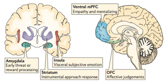  Neural structures that underlie components of a prejudiced response. The neuroscience of prejudice and stereotyping, David M. Amodio