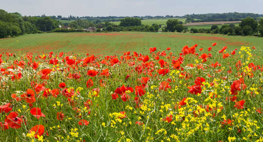 wildflower border