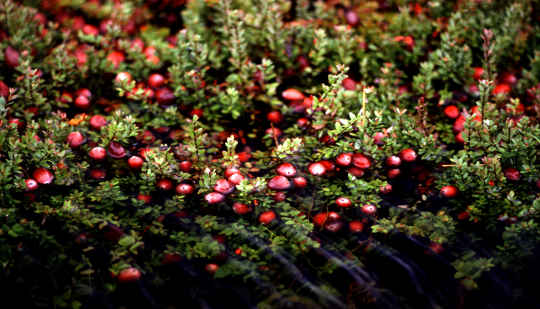 While Cranberries Are Otherwise Healthy, They Don't Appear To Cure Urinary Tract Infections