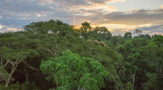 Droughts Are Drying Up Amazon’s Green Lungs