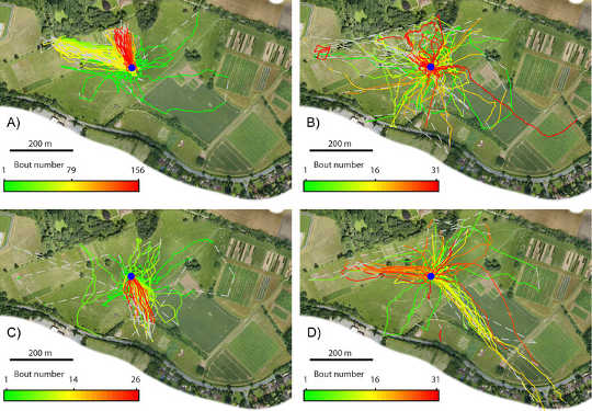 Lifetime recorded flights of the four bees, with colours representing early (green), mid (yellows) and late period (red) flights. Woodgate/Makinson/Lim/Reynolds/Chittka