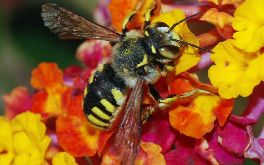 Why We Taught Bees To Play Football