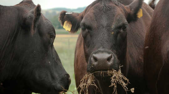 An estimated 12% of the gross energy cows get from feed is lost in gusts of methane gas. Image: US Department of Agriculture via Flickr