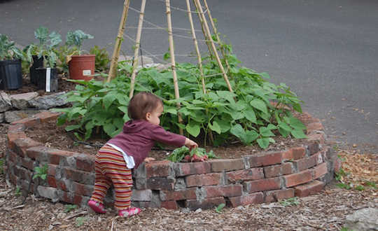 community gardens5 8 16