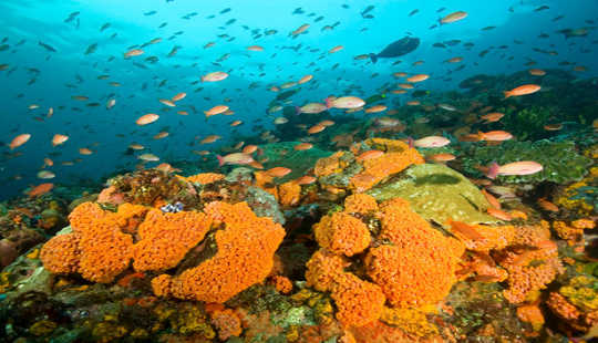 Productivity hotspots in an otherwise nutrient-poor ocean. High abundances of plankton-eating fish on an Indo-Pacific coral reef. Zafer Kizilkaya, CC BY-SA