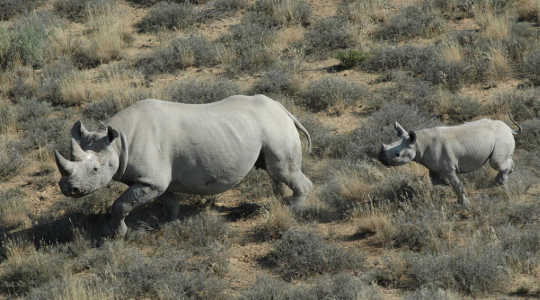 How Ecotourism Can Help Save Threatened Species