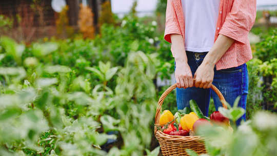 The Farm That Grows Climate Solutions