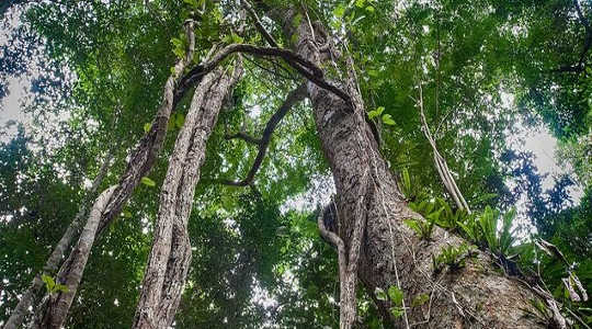 Fast-growing liana vines climb up and choke back new tree growth. Image: Paul Godard via Flickr