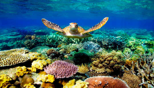 Coral Bleaching Comes To The Great Barrier Reef As Record-breaking Global Temperatures Continue