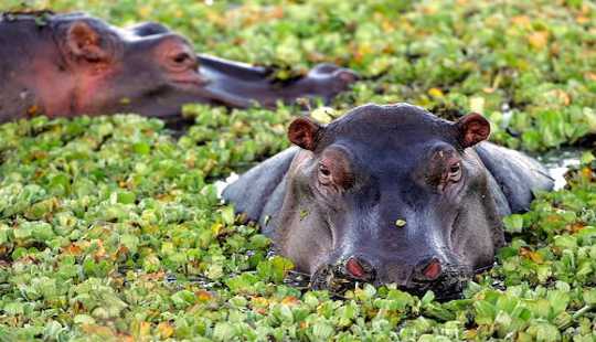 The Last Time Earth Was This Hot Hippos Roamed In Britain