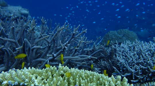 We think of coral reefs as a diverse ecosystem, but each coral is an entire and complex microworld of organisms imperceptible to our eyes. Floriaan Devloo-Delva, Author provided