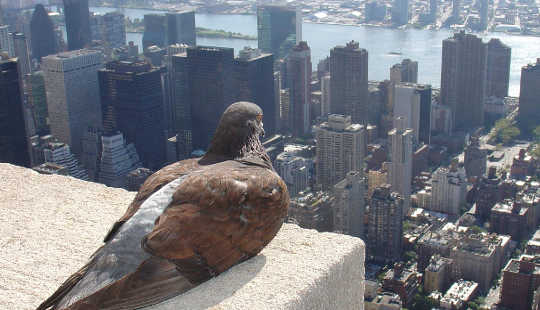 Are Pigeons The "Canary In The Coal Mine" For Lead Exposure