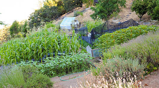 Common Ground mini-farm, established in Medocino County, California, in 1982, serves as a global demonstration site for biointensive farming. Photo by Cynthia Raiser Jeavons/Ecology Action