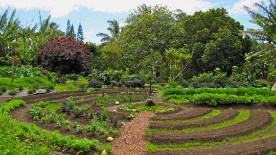 A Revolution Disguised As Organic Gardening