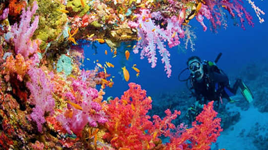 El Niño's Heat Has Made These Coral Reefs Into Ghost Towns