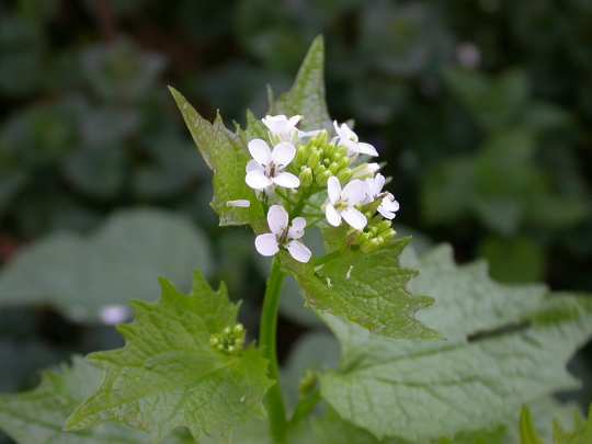 Found in shady urban wastelands, ‘Jack by the hedge’ is delicious in salads. Nick Saltmarsh, CC BY