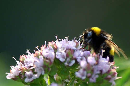 This Common Herb Could Bring Bees Buzzing To Your Garden