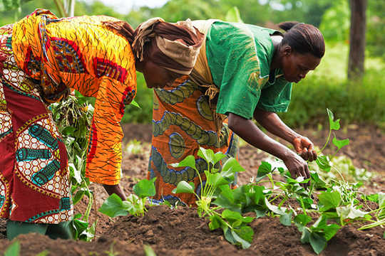 Why African Croplands Are Heading For Food Deficit