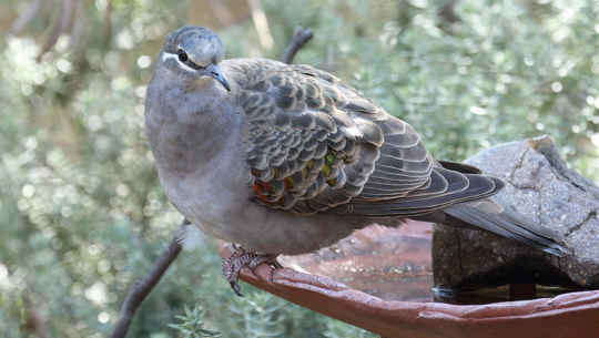 Common bronzewings like to eat seeds. Glenn Pure, CC BY-NC Providing different combinations of food and water will attract different species.