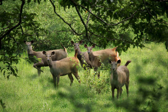 Species Driven  By Climate Change Are On The Move And Changing Almost Everything