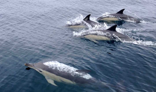 dolphins cooperatively hunting