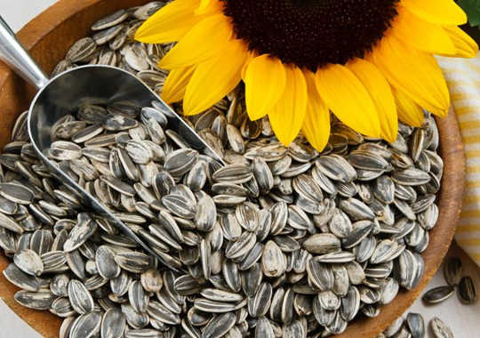 Aflatoxin Is A Cancer Causing Mold That Turns Up Also In Sunflower Seeds