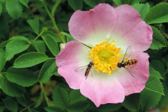 In Defense Of Wasps: Why Squashing Them Comes With A Sting In The Tale