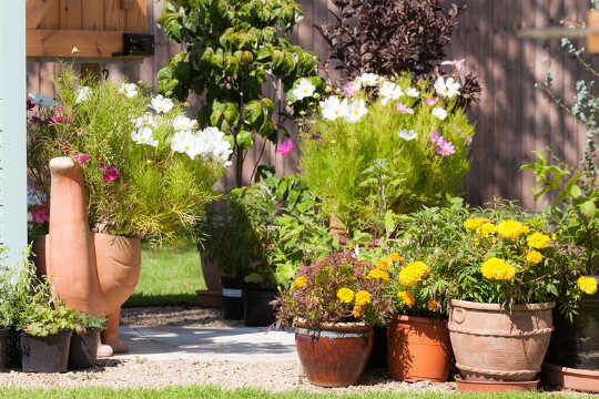 Position plants in the shade if possible as they will need less water.