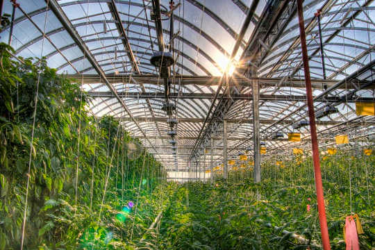 Lufa Farms rooftop greenhouse. (Vertical farming sounds fantastic until you consider its energy use)