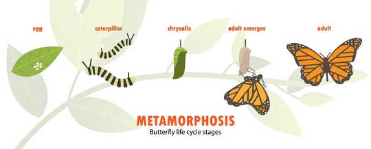 Do Butterflies Remember Being Caterpillars?