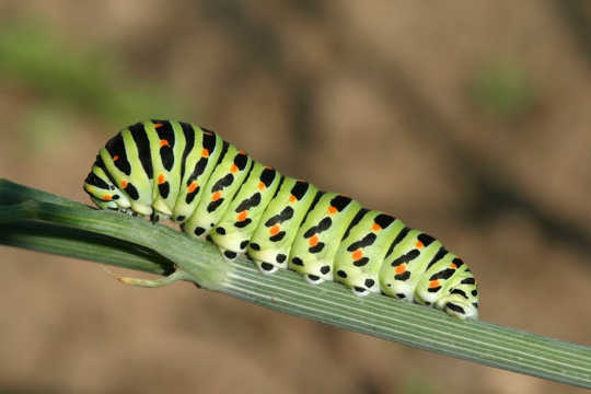 Do Butterflies Remember Being Caterpillars?