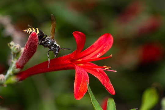 Wasps, Aphids And Ants And The Other Honey Makers