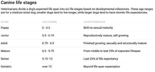 How Old Is My Pet In Dog Years Or Cat Years? 