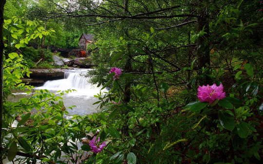 What Earlier Springs Mean For Forests