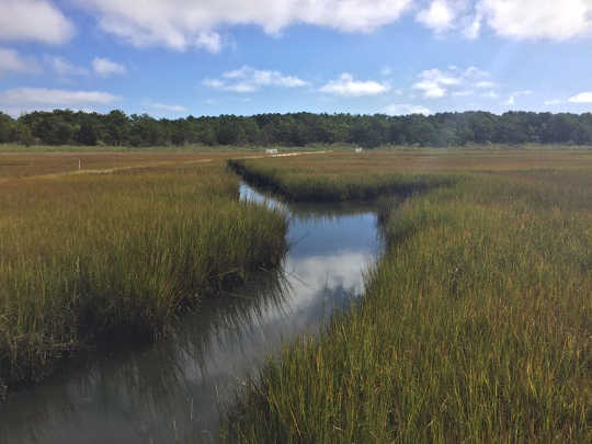 swamps help climate change2 9 21