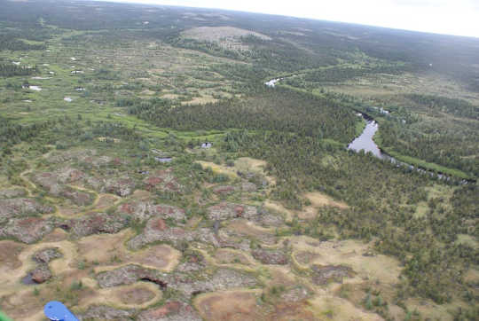 Why The World Needs More Swamps To Fight Climate Change