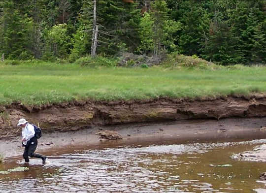 Why The World Needs More Swamps To Fight Climate Change