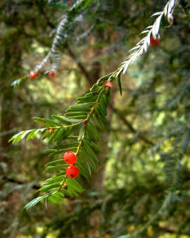 How Nature Is A Rich Source Of Medicine