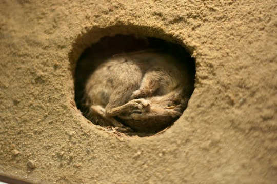 Some animals find a protected spot to wait out the worst of it, like this chipmunk. (is winter miserable for wildlife)