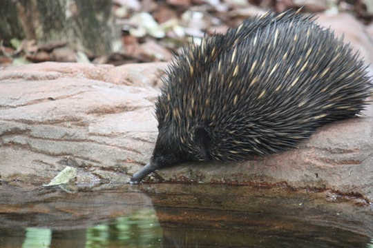 Caring For The Wildlife In Your Garden On Hot Days