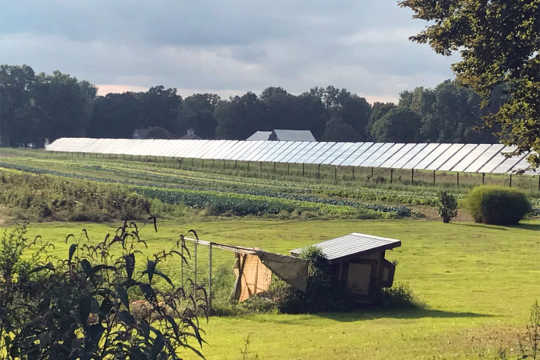 Agrivoltaics: Solar Panels on Farms Could Be a Win-Win