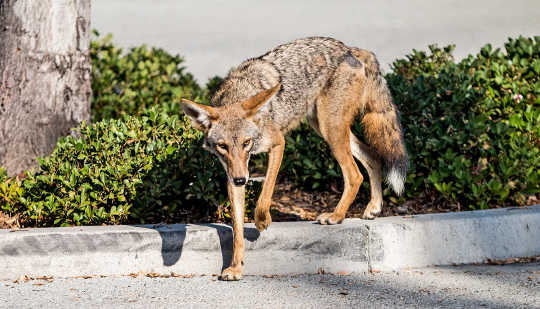 How Coyote Puppies Adjust To Life Around People