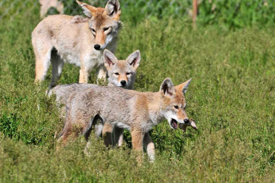 How Coyote Puppies Adjust To Life Around People