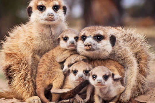 Daughters Of Stressed Meerkat Moms More Likely To Help Out