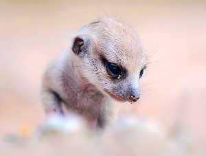 Daughters Of Stressed Meerkat Moms More Likely To Help Out