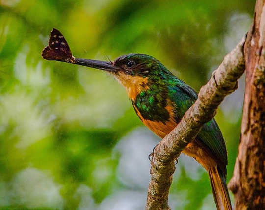 How Climate Change Is Killing Off Earth’s Little Creatures