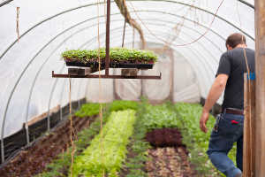 How Urban Farmers Can Earn $75,000 On 15,000 Square Feet