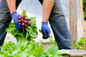 How Urban Farmers Can Earn $75,000 On 15,000 Square Feet